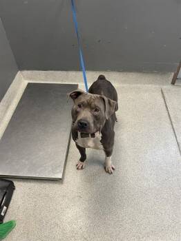 Rescue Pit Bull Terrier Dogs for Adoption in Tallahassee, Florida - DIESEL | PetCurious