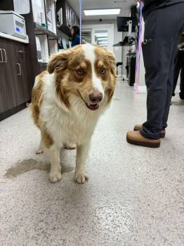 Australian Shepherd Dogs Available for Adoption - Loki | PetCurious