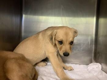 CHANCE -  Labrador Retriever and Mixed Breed Dog for Adoption in Grand Prairie, Texas - CHANCE | PetCurious