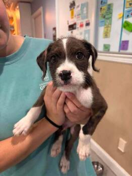 Lincoln -  Mixed Breed Dog for Adoption in Statesboro, Georgia - Lincoln | PetCurious