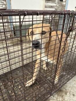 Pit Bull Terrier and Mixed Breed Dogs Available for Adoption - Tim | PetCurious