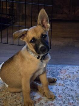Berkley -  German Shepherd Dog Dog for Adoption in Plymouth, Michigan - Berkley | PetCurious