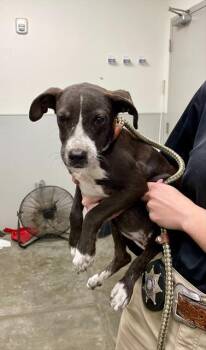 Rescue Labrador Retriever and Australian Cattle Dog Blue Heeler Dogs for Adoption in Rosenberg, Texas - FRAN | PetCurious