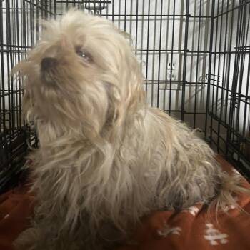 Mixed Breed Dogs Available for Adoption in Leander, Texas - Fuji S2 | PetCurious