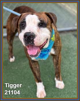 TIGGER (see also CHARLIE) -  American Bulldog and Staffordshire Bull Terrier Dog for Adoption in Marietta, Georgia - TIGGER (see Also CHARLIE) | PetCurious