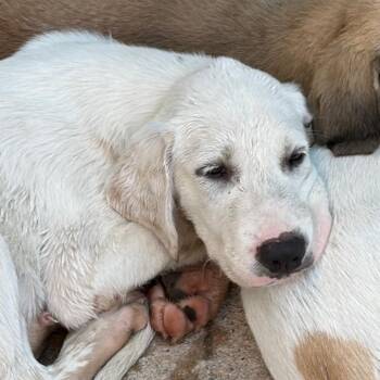 Cliff -  Mixed Breed Dog for Adoption in Lake Jackson, Texas - Cliff | PetCurious
