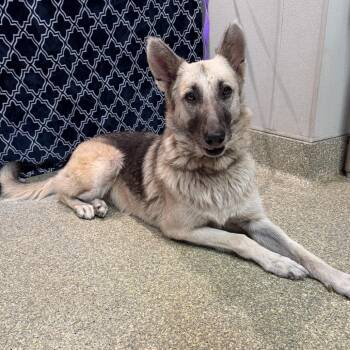 Lexii -  German Shepherd Dog Dog for Adoption in San Gabriel, California - Lexii | PetCurious