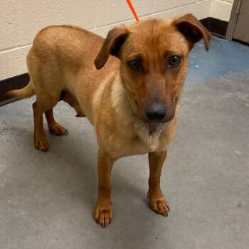 Mixed Breed Dogs Available for Adoption in Memphis, Tennessee - PEAYA | PetCurious
