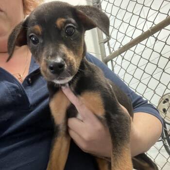Rescue Hound and Black Mouth Cur Dogs for Adoption in Quincy, Florida - LINDOR "Finn" | PetCurious