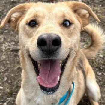 Mixed Breed Dogs Available for Adoption - Rocko | PetCurious