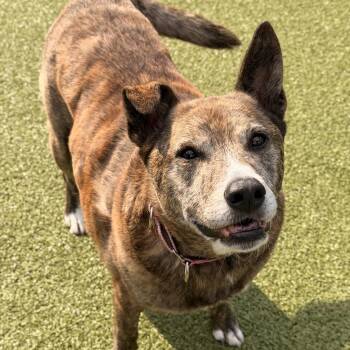 Cindy -  Cattle Dog Dog for Adoption in Mt. Juliet, Tennessee - Cindy | PetCurious