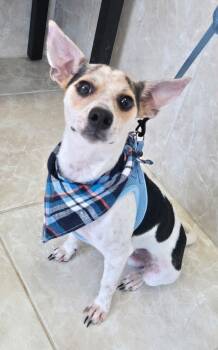 PRETZEL -  Rat Terrier and Chihuahua Dog for Adoption in Grand Prairie, Texas - PRETZEL | PetCurious
