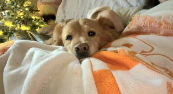 Golden Retriever and Spitz Dogs Available for Adoption - Mimi *foster Needed* | PetCurious