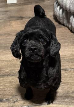 Zinni -  Lhasa Apso Dog for Adoption in Riverdale, Iowa - Zinni | PetCurious