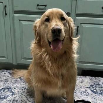 Tobias -  Golden Retriever Dog for Adoption in Holiday Hills, Illinois - Tobias | PetCurious