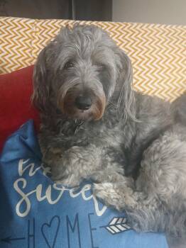 Crookston -  Miniature Poodle and Bernese Mountain Dog Dog for Adoption in Crookston, Minnesota - Crookston | PetCurious