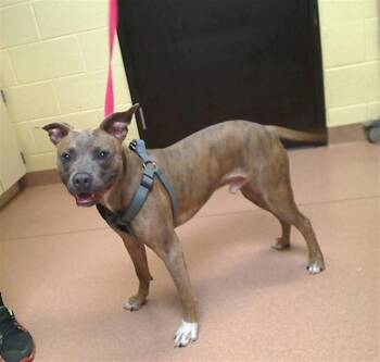 ADAM -  Pit Bull Terrier and Mixed Breed Dog Available for Adoption in Cookeville, Tennessee - ADAM | PetCurious