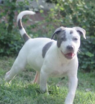 Rescue Pit Bull Terrier Dogs for Adoption in Sandy Springs, Georgia - Tchaikovsky (Chai) | PetCurious