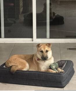 German Shepherd Dog Dogs Available for Adoption in Roseville, California - Roxie | PetCurious
