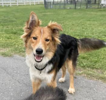 Collie Dogs Available for Adoption in Davis, California - Rick | PetCurious