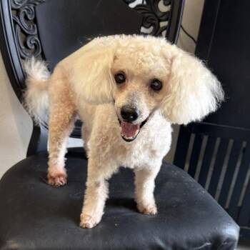 Muppet -  Poodle Dog for Adoption in Port Richey, Florida - Muppet | PetCurious