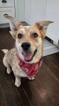 Corgi and Australian Cattle Dog Blue Heeler Dogs Available for Adoption - Hopper | PetCurious