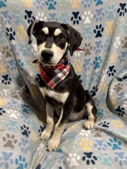 Charles -  Shepherd and Labrador Retriever Dog Available for Adoption in Corona, California - Charles | PetCurious