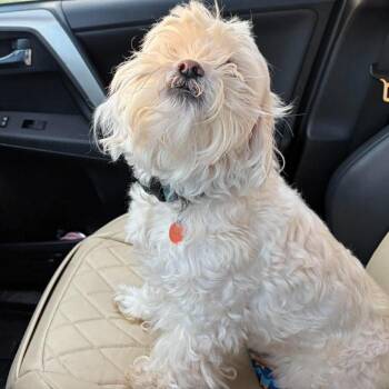 Moose -  Shih Tzu and Maltese Dog for Adoption in Overland Park, Kansas - Moose | PetCurious