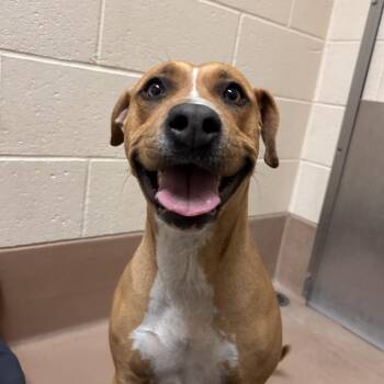Ruby -  Pit Bull Terrier Dog for Adoption in Reno, Nevada - Ruby | PetCurious