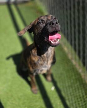Goose -  Mixed Breed Dog Available for Adoption in Vaudreuil-dorion, Quebec - Goose | PetCurious