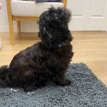 Gizmo -  Shih Tzu Dog for Adoption in Chesapeake, Virginia - Gizmo | PetCurious
