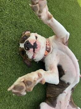 Brandy Wine -  American Staffordshire Terrier Dog for Adoption in Houston, Texas - Brandy Wine | PetCurious