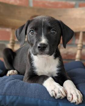 Australian Cattle Dog Blue Heeler and Pit Bull Terrier Dogs Available for Adoption in Shawnee, Oklahoma - Orange Blossom | PetCurious