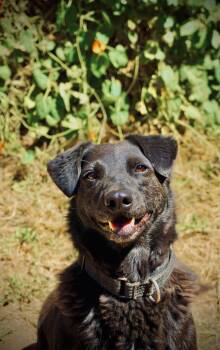 Nina -  Labrador Retriever and Cocker Spaniel Dog for Adoption in San Diego, California - Nina | PetCurious