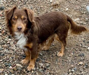 Rescue Dachshund and Australian Shepherd Dogs for Adoption in Severance, Colorado - Fuego | PetCurious