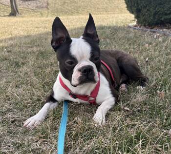 Boston Terrier Dogs Available for Adoption - Clark In NE | PetCurious