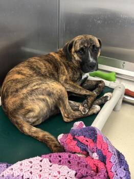 Elsa -  Staffordshire Bull Terrier Dog for Adoption in Kalamazoo, Michigan - Elsa | PetCurious