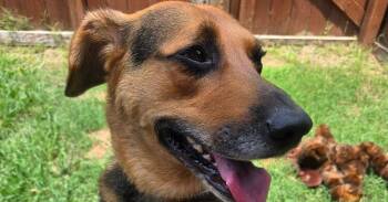 Remi -  Shepherd and Hound Dog for Adoption in Ladson, South Carolina - Remi | PetCurious