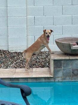 Nico -  Chihuahua and Mixed Breed Dog for Adoption in Mesa, Arizona - Nico | PetCurious