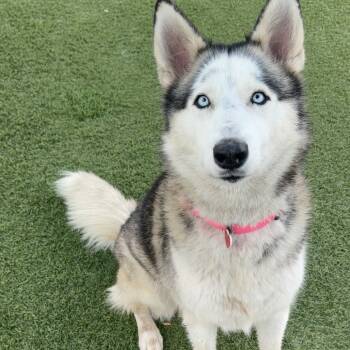 Rescue Husky and Mixed Breed Dogs for Adoption in Los Angeles, California - Silvia A2079417 | PetCurious
