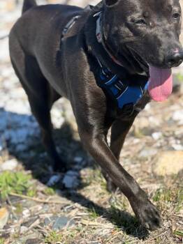 Labrador Retriever Dogs Available for Adoption in Princeton, Massachusetts - Wally | PetCurious