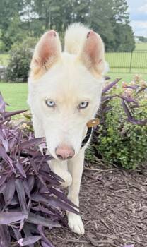 Missy -  Husky Dog for Adoption in Lincoln University, Pennsylvania - Missy | PetCurious