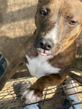 Trixie -  Terrier Dog for Adoption in Crystal Springs, Mississippi - Trixie | PetCurious