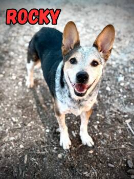 Rescue Australian Cattle Dog Blue Heeler and Corgi Dogs for Adoption in Boerne, Texas - Rocky | PetCurious