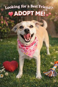 Billie -  Boston Terrier and Australian Cattle Dog Blue Heeler Dog for Adoption in Allen, Texas - Billie | PetCurious