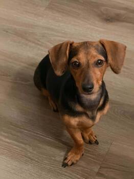 Fanny -  Dachshund Dog for Adoption in Pflugerville, Texas - Fanny | PetCurious