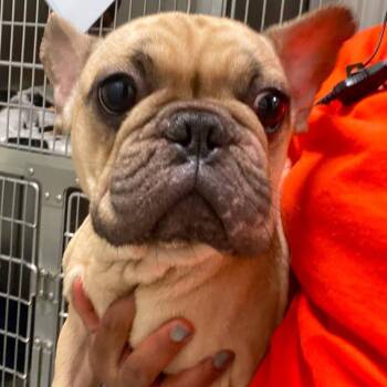 French Bulldog Dogs Available for Adoption - WAGS-Stray-21079 | PetCurious