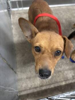BASIL -  Chihuahua and Mixed Breed Dog for Adoption in San Bernardino, California - BASIL | PetCurious