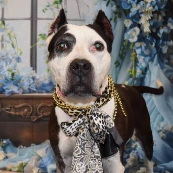 Pit Bull Terrier Dogs Available for Adoption - Mable | PetCurious