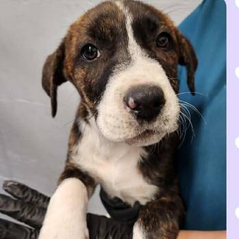 Labrador Retriever and Hound Dogs Available for Adoption in Tylertown, Mississippi - Angel | PetCurious